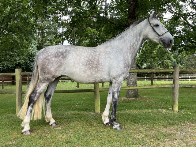Mare Irish Sport Horse For sale 2017 Grey