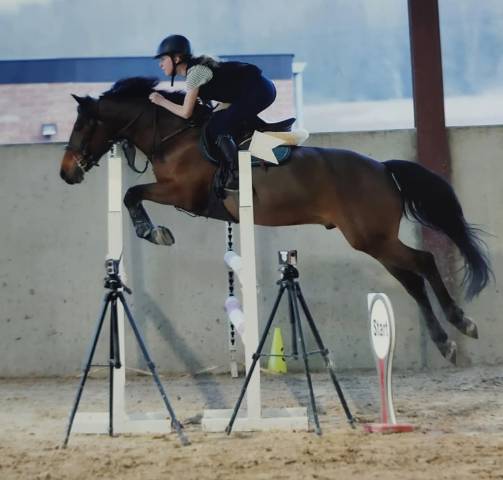 Gelding Belgian Riding Pony For sale 2015 Bay