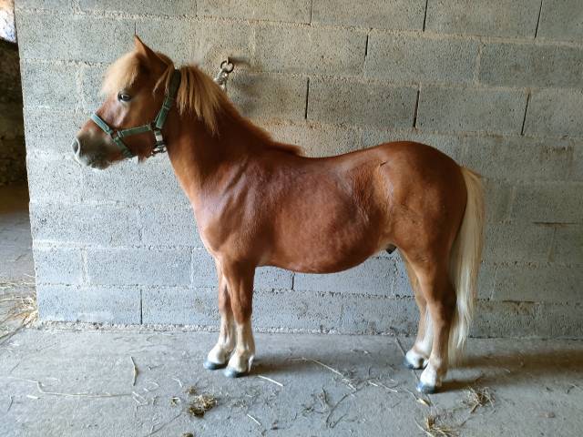 Entire Shetland Pony For sale 2024 Silver dapple