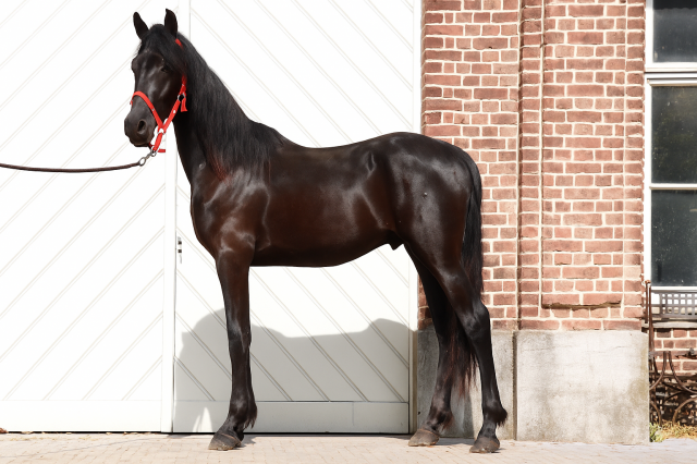Entire Friesian Arabian For sale 2023 Black