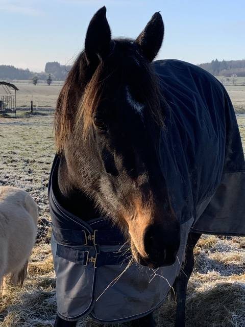 Mare AQPS For sale 2021 Bay