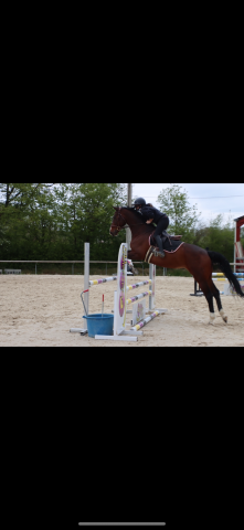 Mare BWP Belgian Warmblood For sale 2012 Bay