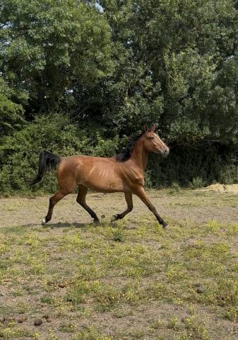 Mare Selle Français For sale 2022 Bay