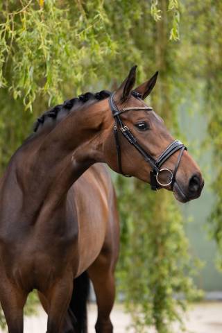 Mare sBs Belgian Warmblood For sale 2020 Brown