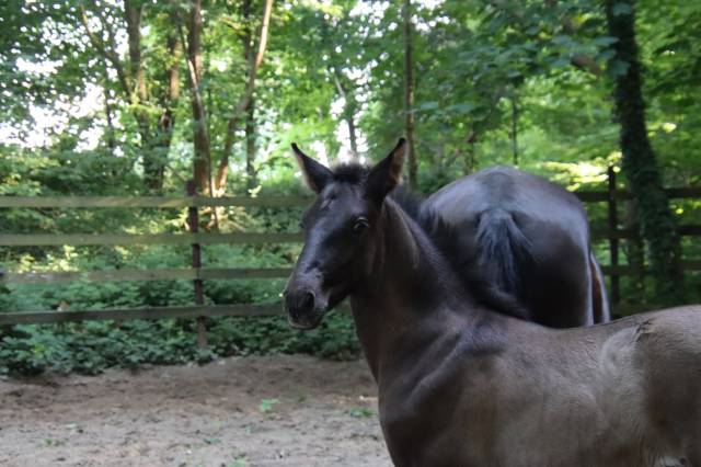 Colt PRE Pure Spanish Bred For sale 2025 Black
