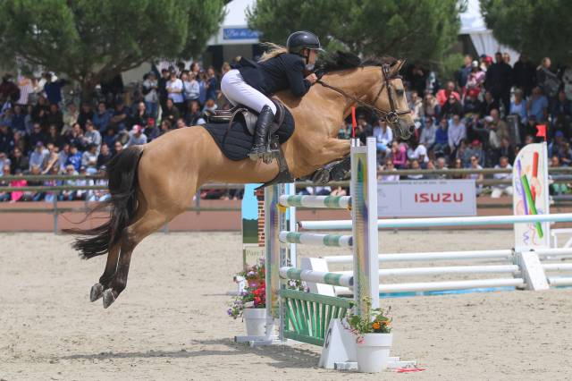 Gelding French Saddle Pony For sale 2012 Buckskin