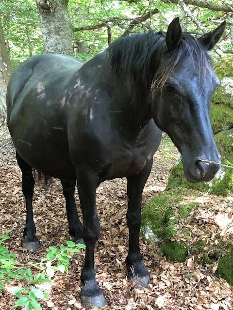 Mare Mérens For sale 2011 Black