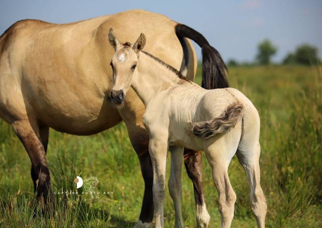 Colt Lusitano For sale 2025 Buckskin