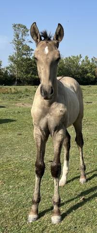 Colt Lusitano For sale 2025 Buckskin
