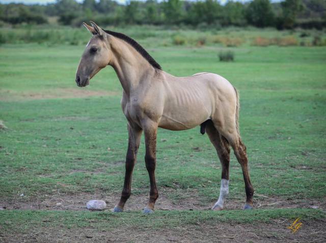 Colt Lusitano For sale 2025 Buckskin
