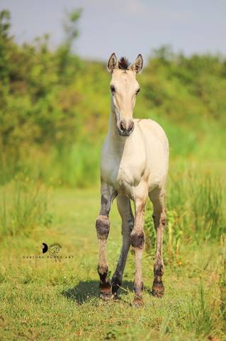 Colt Lusitano For sale 2025 Dun