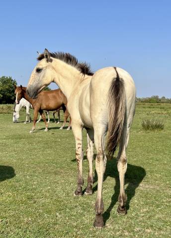 Colt Lusitano For sale 2025 Dun