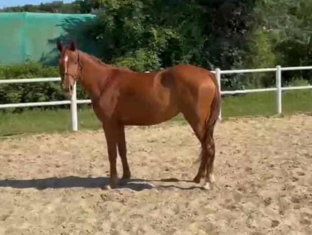 Filly Cheval de Selle Italien For sale 2022 Chesnut