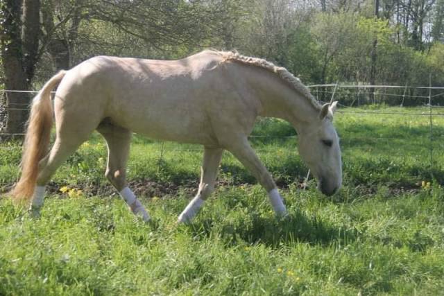 Stallion Lusitano For sale 2023 Palomino