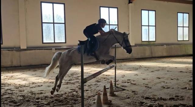 Gelding Connemara For sale 2011 Grey