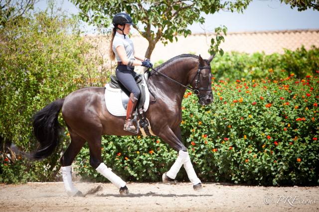 Gelding PRE Pure Spanish Bred For sale 2019 Black
