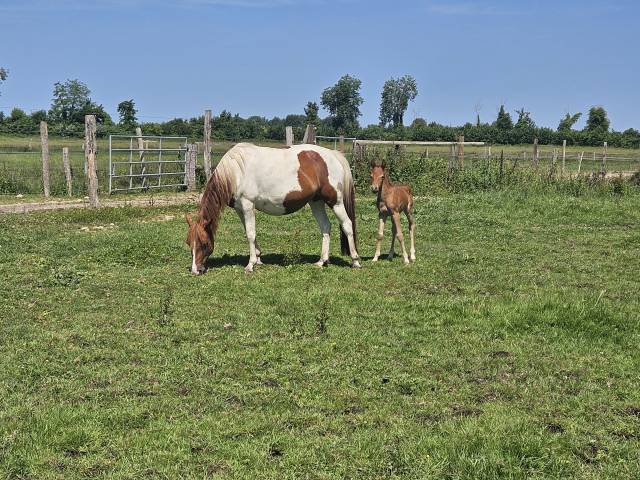 Broodmare Origin Recorded For sale 2019 Coloured