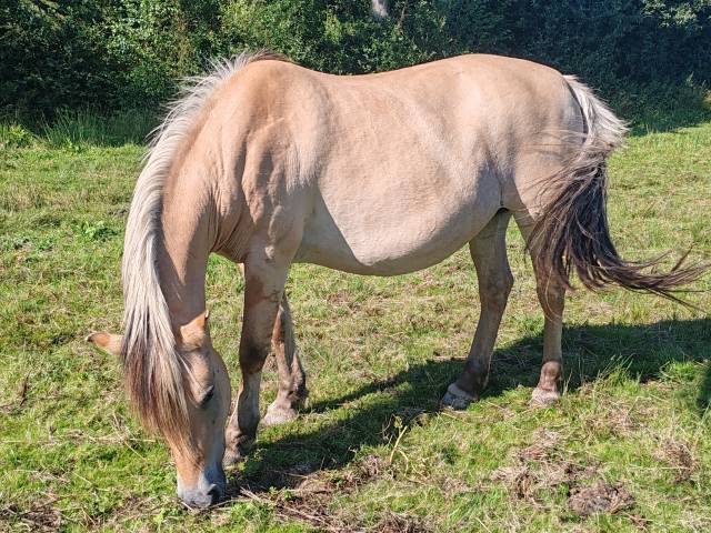 Mare Fjord For sale 2005 Buckskin