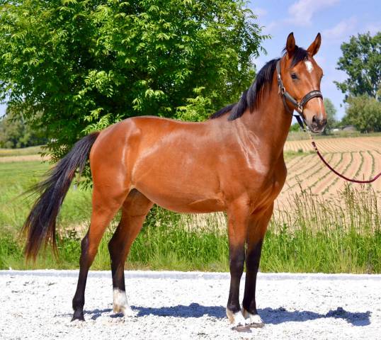 Filly Zangersheide For sale 2023 Bay