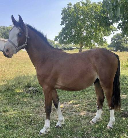 Entire French Saddle Pony For sale 2023 Bay