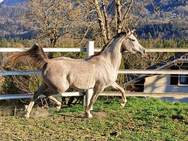 Filly Arabian For sale 2022 Grey