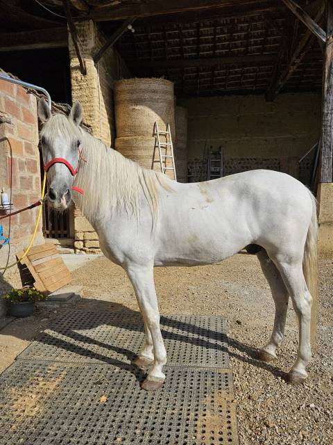Gelding PRE Pure Spanish Bred For sale 2011 Grey