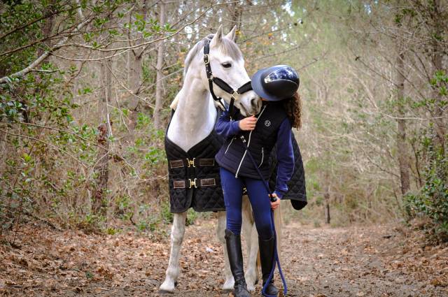 Gelding Connemara For sale 2012 Grey