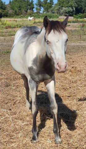 Colt Origin Recorded For sale 2024 Overo