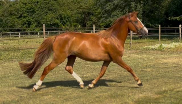 Broodmare French Saddle Pony For sale 2022 Chesnut