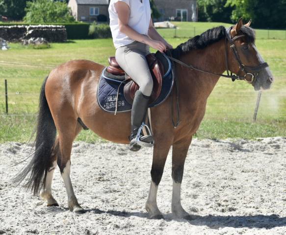 Gelding Origin Recorded For sale 2019 Bay