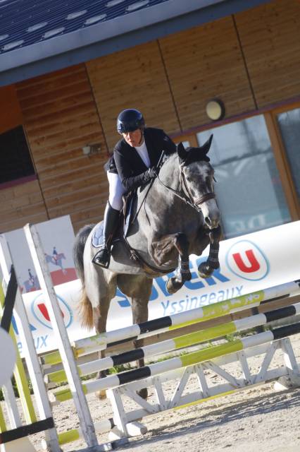 Mare KWPN Dutch Warmblood For sale 2021 Grey