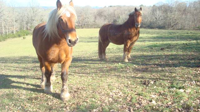 Mare Draft For sale 2009 Chesnut