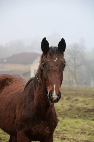 Colt Selle Fran&ccedil;ais For sale 2025 Bay