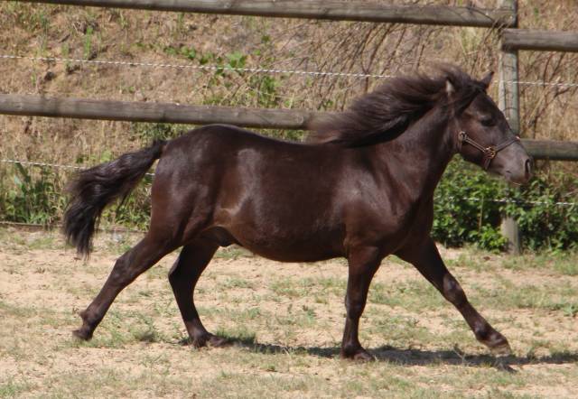 Colt Shetland Pony For sale 2024 Black