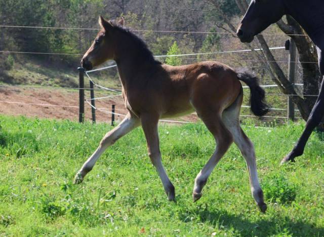Filly French Saddle Pony For sale 2025 Bay