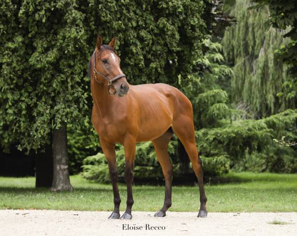 Mare English Thoroughbred For sale 2021 Bay
