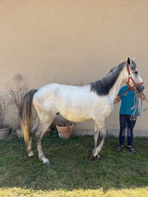 Gelding Connemara For sale 2022 Grey