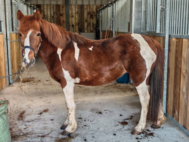 Mare No Origin Recorded For sale 2015 Tobiano