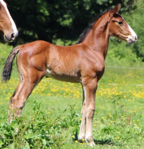 Colt Selle Français For sale 2025 Bay