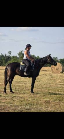 Gelding French Trotter For sale 2021 Black