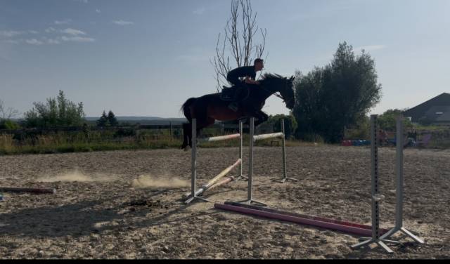 Mare Zangersheide For sale 2018 Dark Bay