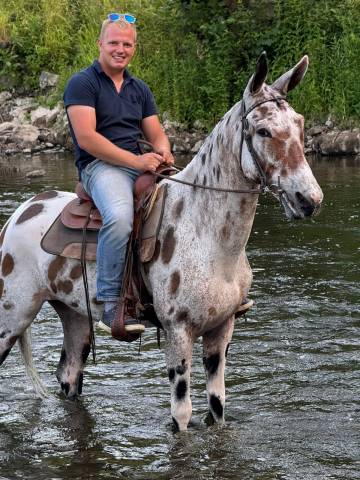 Gelding No Origin Recorded For sale 2018 Appaloosa
