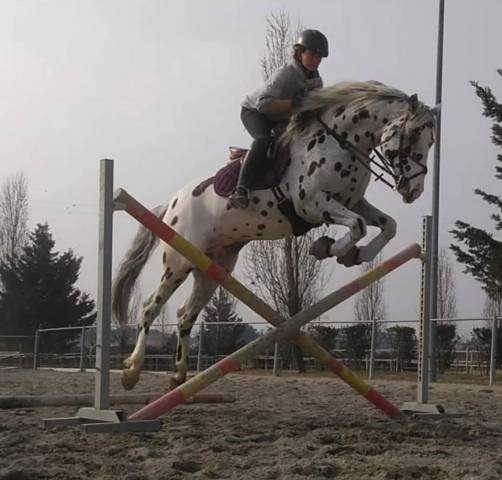 Gelding Knabstrup For sale 2015 Appaloosa