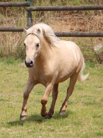 Gelding Shetland Pony For sale 2022 Palomino
