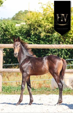 Filly KWPN Dutch Warmblood For sale 2025 Buckskin