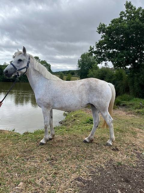 Broodmare Connemara For sale 2012 Grey