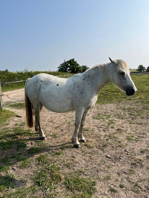 Broodmare Connemara For sale 2013 Grey