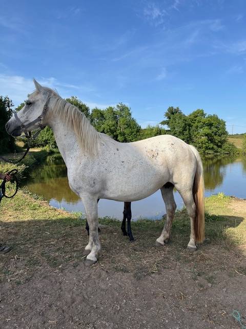 Broodmare Connemara For sale 2013 Grey