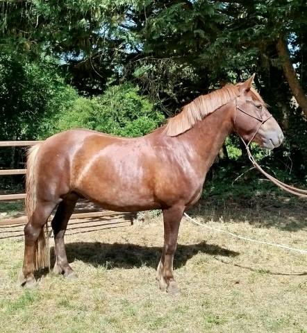 Gelding Connemara For sale 2021 Liver chestnut