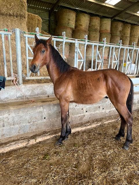 Gelding Connemara For sale 2024 Bay